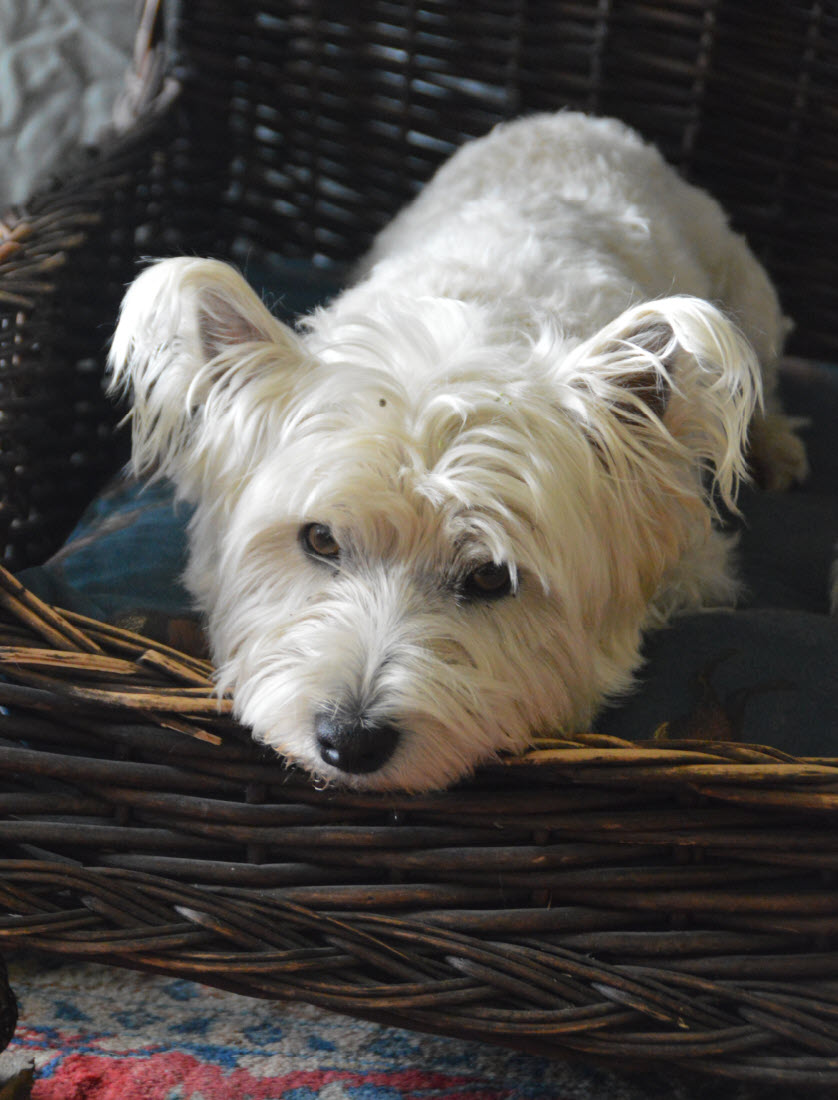 Small little white Yorkie puppy 
