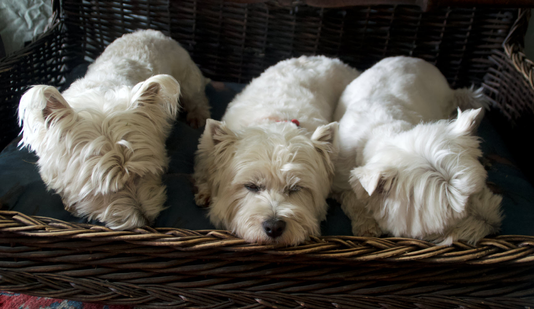 Three White Yorkie puppies